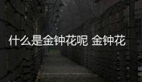 什么是金鐘花呢 金鐘花有什么作用呢