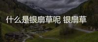 什么是銀扇草呢 銀扇草有什么作用呢