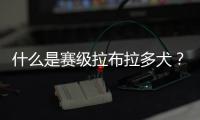 什么是賽級拉布拉多犬？賽級拉布拉多和寵物級拉布拉多區別