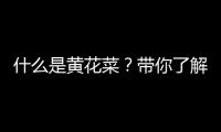 什么是黃花菜？帶你了解專業知識