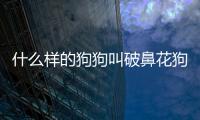 什么樣的狗狗叫破鼻花狗？破鼻花的狗好不好