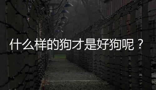 什么樣的狗才是好狗呢？怎么樣的狗是好狗
