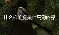 什么樣的狗是杜高狗的品種？狗品種杜高
