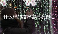 什么樣的貓咪容易發(fā)腮毛(什么樣的貓會發(fā)腮)