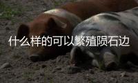 什么樣的可以繁殖隕石邊牧異瞳 純種隕石邊牧