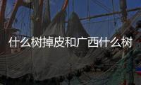 什么樹(shù)掉皮和廣西什么樹(shù)脫皮的情況說(shuō)明