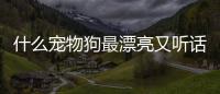 什么寵物狗最漂亮又聽話？什么寵物狗最漂亮又好養