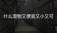 什么寵物又便宜又小又可愛？什么寵物又便宜又小好養