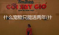 什么寵物只能活兩年(什么寵物只能活三個月)