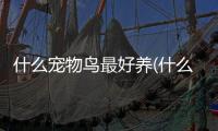 什么寵物鳥(niǎo)最好養(yǎng)(什么鳥(niǎo)很兇猛)