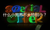 什么小狗養不大特別小？什么小狗養不大不掉毛