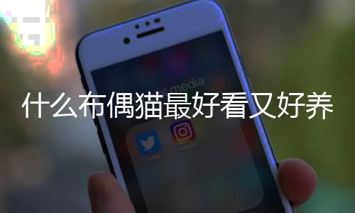 什么布偶貓最好看又好養？哪種布偶好看