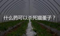 什么藥可以殺死貓蚤子？什么藥可以殺死貓蚤卵