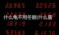 什么龜不用冬眠(什么蛋龜可以冬眠)