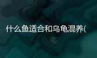 什么魚適合和烏龜混養(銀屏燈魚適合混養嗎)