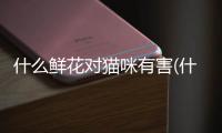 什么鮮花對貓咪有害(什么鮮花對貓沒有毒)