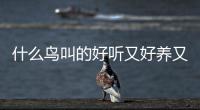 什么鳥(niǎo)叫的好聽(tīng)又好養(yǎng)又好養(yǎng)？什么鳥(niǎo)叫的好聽(tīng)又好養(yǎng)的