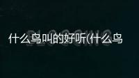 什么鳥叫的好聽(什么鳥早上叫的好聽)