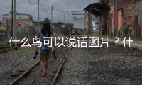 什么鳥可以說話圖片？什么鳥會說話并且最漂亮
