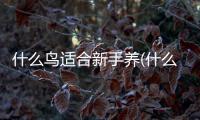 什么鳥適合新手養(什么鳥適合新手養還粘人)
