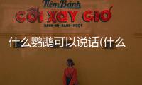 什么鸚鵡可以說話(什么鸚鵡最容易說話)