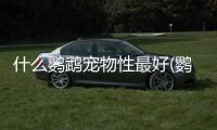 什么鸚鵡寵物性最好(鸚鵡屬于什么寵物)