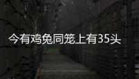 今有雞兔同籠上有35頭下有94足問雞兔各幾何