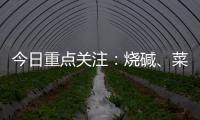 今日重點關注：燒堿、菜粕、雞蛋、苯乙烯、甲醇