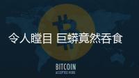 令人瞠目 巨蟒竟然吞食巨鱷