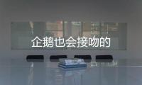 企鵝也會接吻的