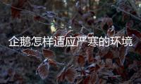 企鵝怎樣適應(yīng)嚴(yán)寒的環(huán)境生活（企鵝怎樣適應(yīng)嚴(yán)寒的環(huán)境）