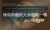 傳說中每所大學(xué)都有一棵會殺人的樹，它是什么樹？