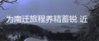 為南遷旅程養精蓄銳 近萬只蓑羽鶴齊聚內蒙古錫林浩特