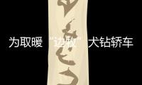 為取暖“邊牧”犬鉆轎車底盤被卡住 消防卸底盤救出