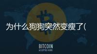 為什么狗狗突然變瘦了(狗狗突然變瘦了怎么辦)