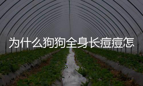 為什么狗狗全身長痘痘怎么辦呢？為什么狗狗的身上長紅疙瘩