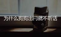 為什么狗狗出門就不聽話了(夢見狗狗不聽話亂跑)