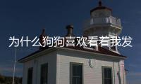 為什么狗狗喜歡看著我發呆？為什么我家狗狗喜歡看著我