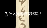 為什么狗狗喜歡吃屎？