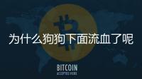 為什么狗狗下面流血了呢？狗狗下面為什么會突然流血