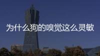 為什么狗的嗅覺這么靈敏(為什么人的嗅覺這么靈敏呢)