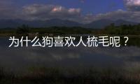 為什么狗喜歡人梳毛呢？狗狗喜歡梳毛