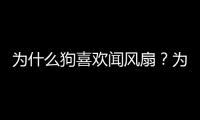 為什么狗喜歡聞風扇？為什么狗喜歡聞風的味道