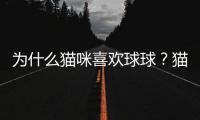 為什么貓咪喜歡球球？貓為啥喜歡球