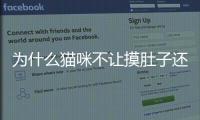 為什么貓咪不讓摸肚子還咬人？貓咪為何不讓摸肚子