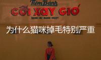 為什么貓咪掉毛特別嚴重(貓咪經常掉胡子)