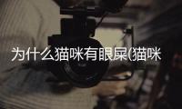 為什么貓咪有眼屎(貓咪為什么眼睛突然有大量分泌物)