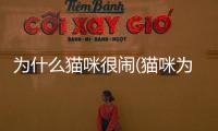 為什么貓咪很鬧(貓咪為什么清晨嚎叫)