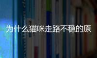 為什么貓咪走路不穩的原因？貓為什么走路很輕