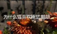 為什么貓喜歡睡覺,腦筋急轉彎(為什么貓喜歡睡覺,腦筋急轉彎叫)